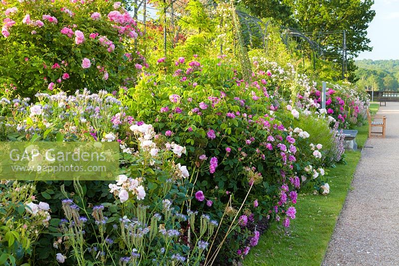 The David Austin Rose Border runs along The Trellis Walk. It includes shrub roses chosen for their beautiful flowers as well as fragrance and reliability. Most are David Austin's English Roses together with with Old Roses and Hybrid Musks. The border was designed by Michael Marriott of David Austin Roses.