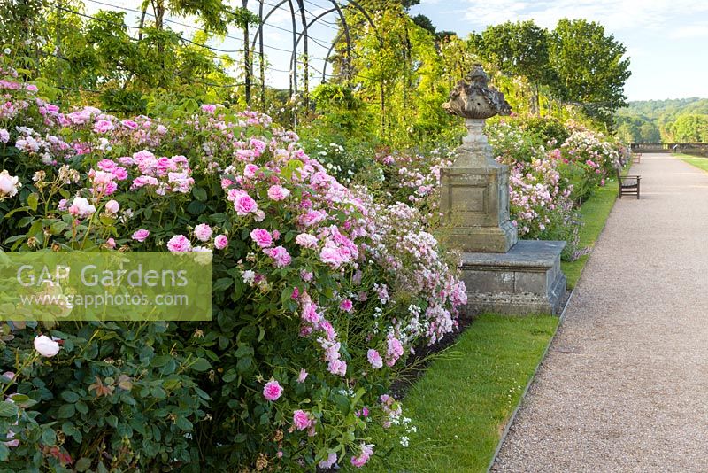 The David Austin Rose Border runs along The Trellis Walk. It includes shrub roses chosen for their beautiful flowers as well as  fragrance and reliability. Most are  David Austin's English Roses together with with Old Roses and Hybrid Musks. The border was designed by Michael Marriott of David Austin Roses.