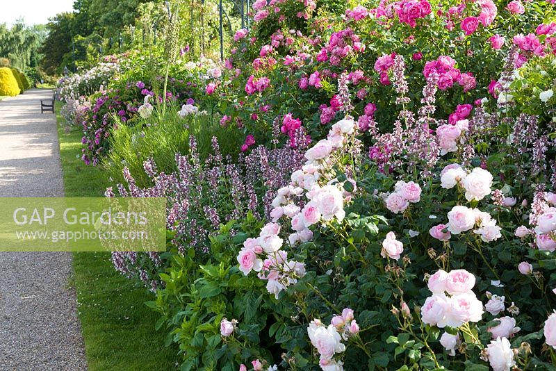 The David Austin Rose Border runs along The Trellis Walk. It includes shrub roses chosen for their beautiful flowers as well as fragrance and reliability. Most are David Austin's English Roses together with with Old Roses and Hybrid Musks. The border was designed by Michael Marriott of David Austin Roses.

