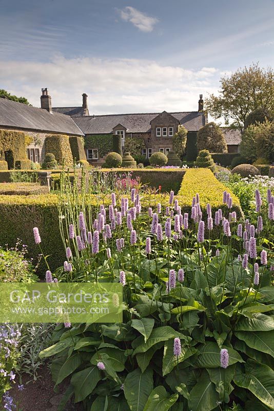 Persicaria bistorta 'Superba' with the Flower Garden and house with topiary shapes using box and yew and cottage garden plants and flowers - June, Herterton House, Hartington, Northumberland, UK 