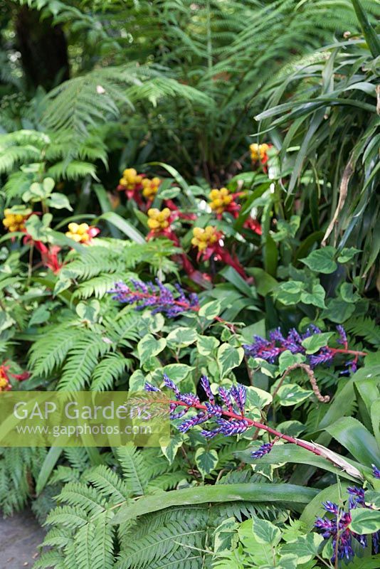 Aechmea weibachii and Guzmania 'Insignis' in tropical garden setting