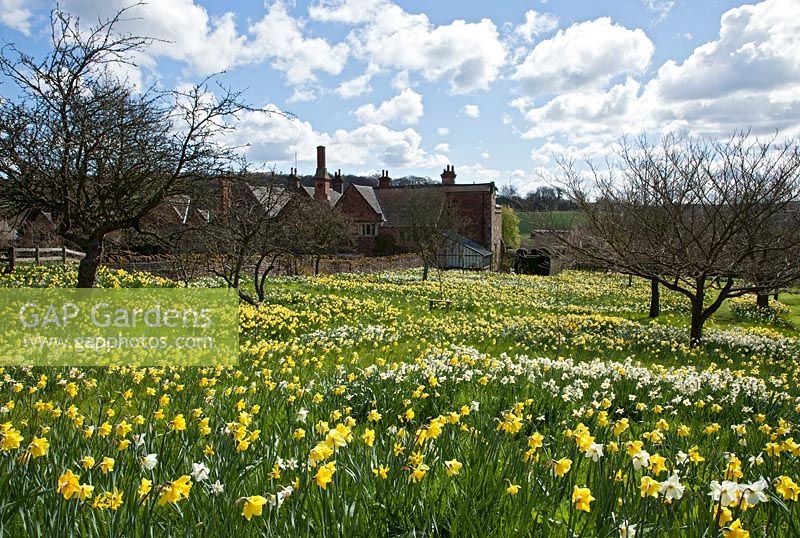 The daffodil orchard Felley Priory, Nottinghamshire