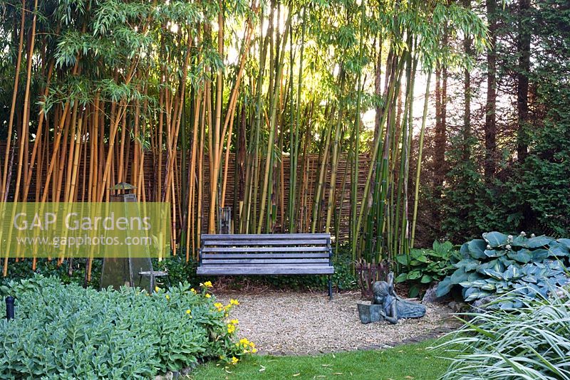 Secluded spot with garden bench under bamboo Phyllostachys aureosulcata 'Aureocaulis'. Sempre Verde Tuin in Belgium.