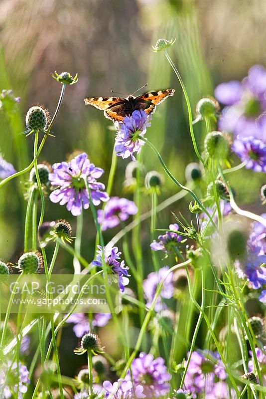 Scabiosa columbaria with a tortoiseshell butterfly.