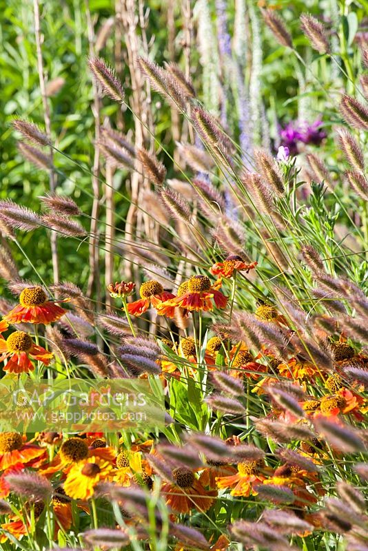 Pennisetum messiacum 'Red Buttons' and Helenium 'Waltraud'.