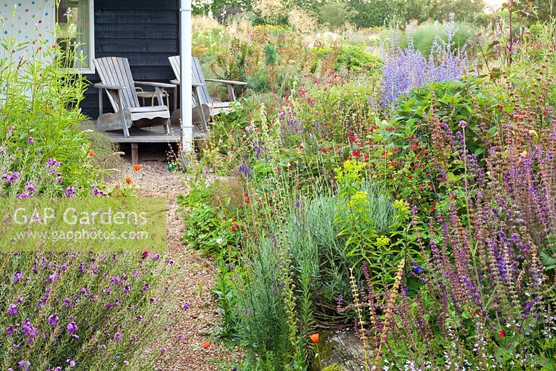 Perennial meadow with a path leading to the deck patio with wooden recliners. Planting includes Erysimum Bowles Mauve, Salvia nemorosa, Euphorbia, Verbena bonariensis, Salvia. Design: Madelien van Hasselt