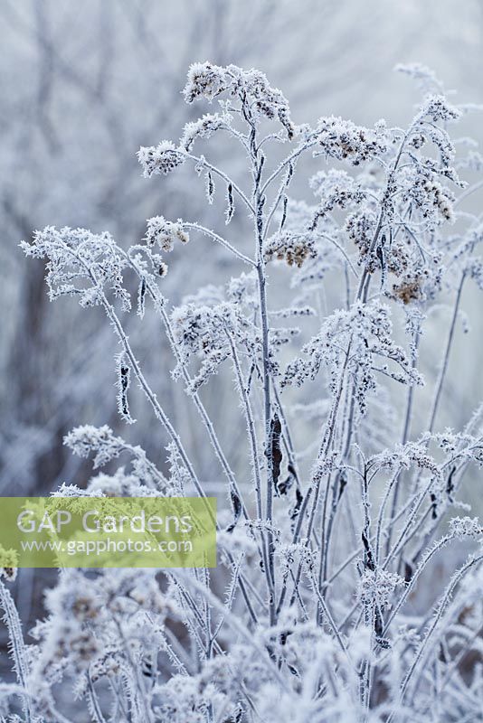 Solidago canadensis - Canadian goldenrod in winter frost