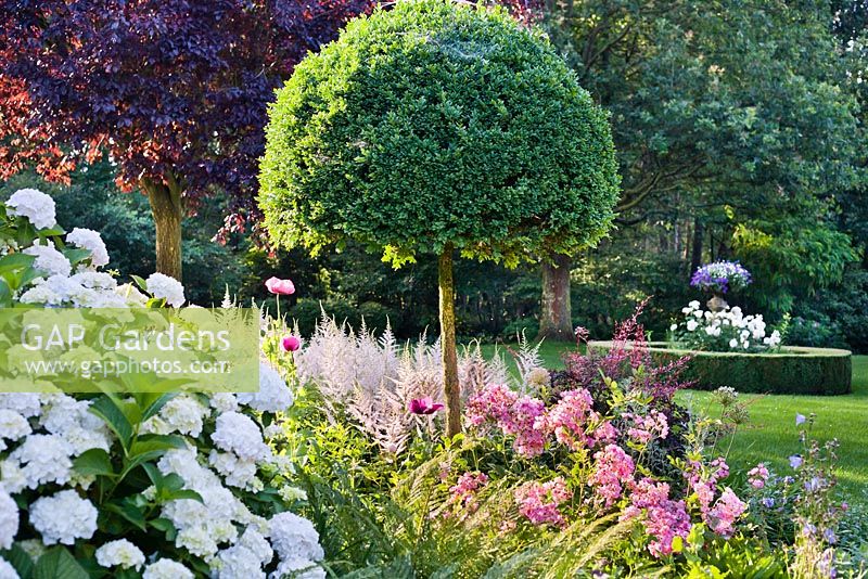 Summer border with Box topiary, Hydrangea arborescens 'Annabelle', Rosa 'Ballerina', Astilbe 'Deutschland', ferns and poppies. Design: Dina Deferme