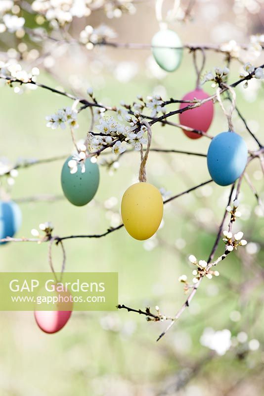 Easter eggs hanging from branches