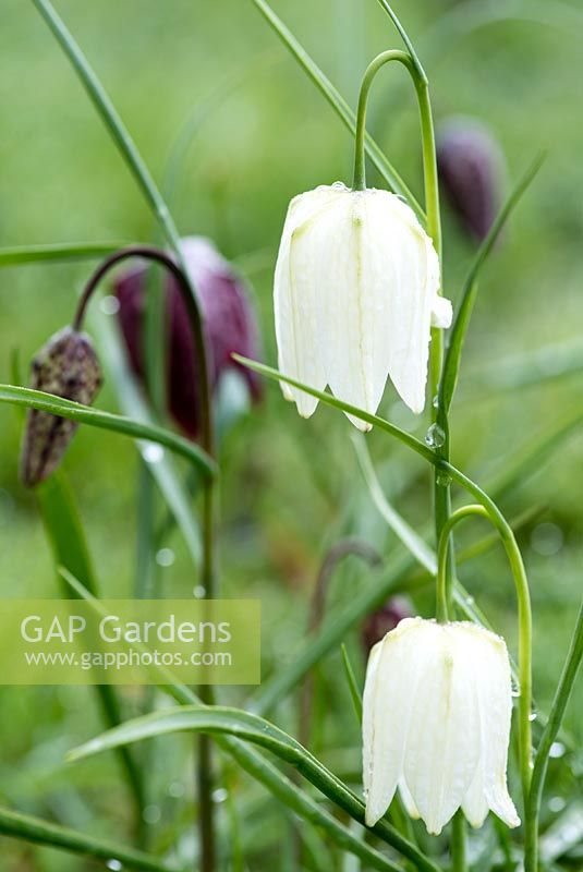Fritillaria meleagris. White and purple Snake's Head Fritillary flowers