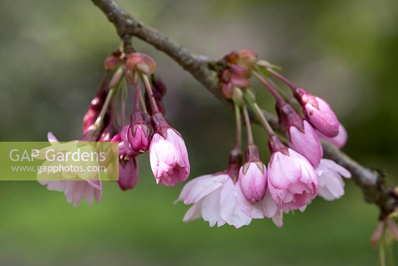 Prunus sargentii. Pink blossom of Sargent's Cherry