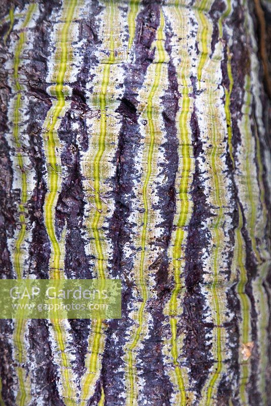 Pseudobombax ellipticum bark - Shaving Brush Tree - Mexico