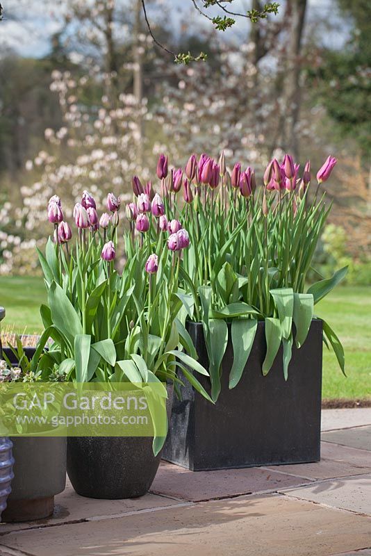 Tulipa 'Blueberry Ripple' with Tulipa 'Maytime' in grey tubs on patio with garden behind 