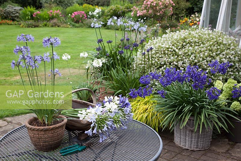 Agapanthus in a patio setting with some cut flowers on garden table