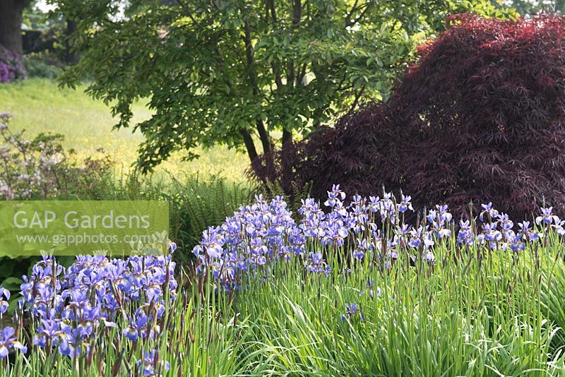 Iris sibirica 'Heavenly blue',  and Acer palmatum 'Inaba-shidare' - Japanese maple in the background