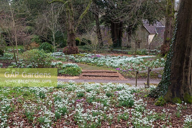 Colesbourne Park, Gloucestershire showing Galanthus nivalis and path 