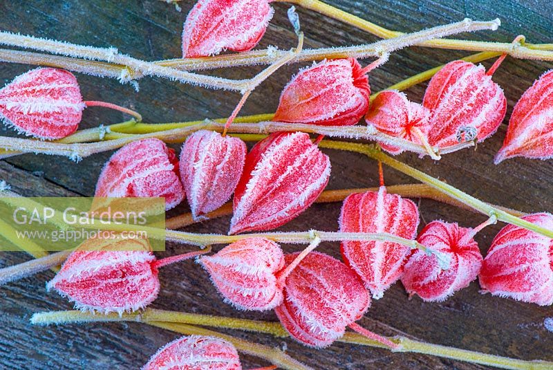 Physalis alkekengi, seed heads in frost. Chinese Lantern Plant

