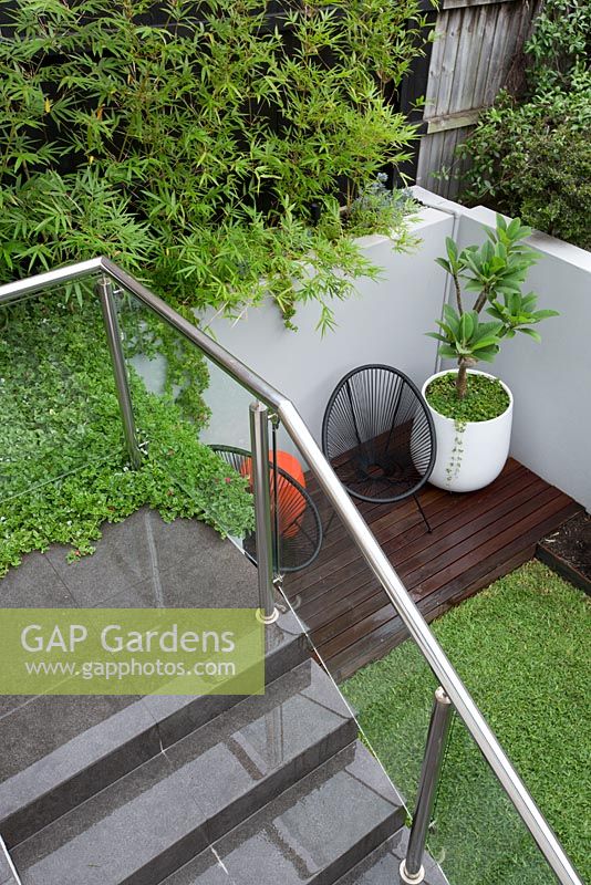 An overhead view of grey tiled steps, stainless steel hand rails, glass screens, a timber deck with a two black Acapulco chairs, an orange plastic drum table a round white plastic pot with a Plumeria, Frangipani in it in front of a grey painted cement rendered retaining wall and a screen of Slender weavers bamboo.