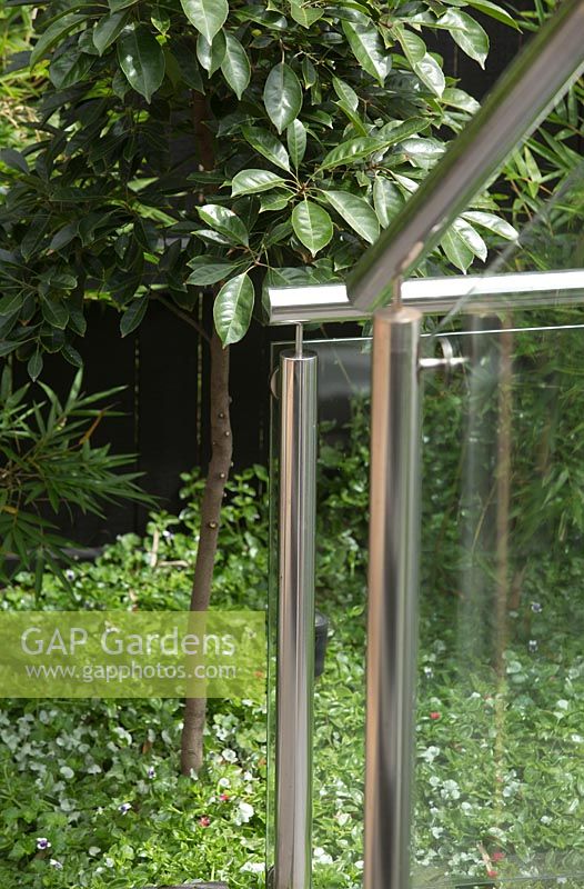 Detail of a stainless steel hand rail and support columns for glass panels on a set of stairs in front of a garden bed with a Elaeocarpus 'Luscious'.