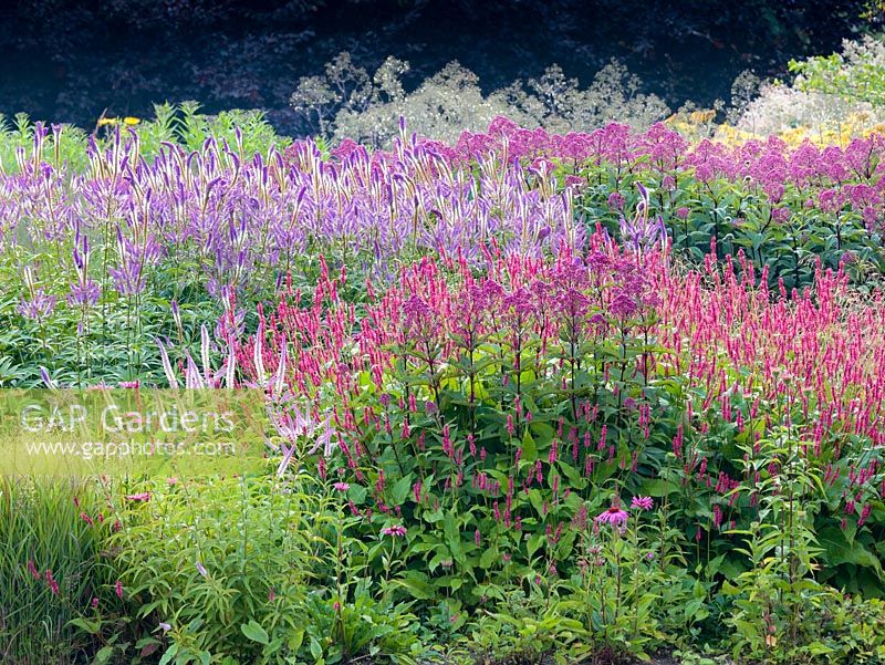 Early morning sun shines through flowers in the  Floral Labyrinth at Trentham Gardens, Staffordshire, designed by Piet Oudolf. Photographed in summer planting includes Eupatorium, Veronicastrum, Persicaria and Echinaceas