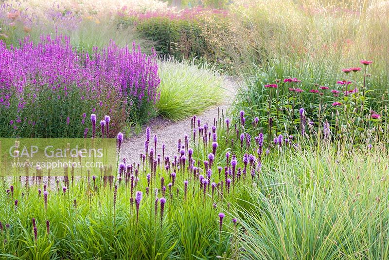 Grasses mingle with Liatris and Lythrums in the Floral Labyrinth at Trentham Gardens, Staffordshire, designed by Piet Oudolf. Photographed just after dawn in summer
