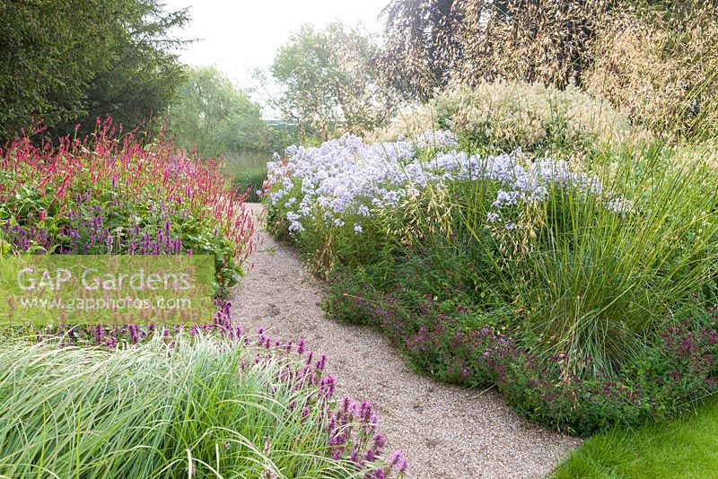 Dawn in the Floral Labyrinth at Trentham Gardens, Staffordshire, designed by Piet Oudolf. Photographed in summer planting includes Stipa gigantea, Agastaches, Persicaria and Phlox paniculata
