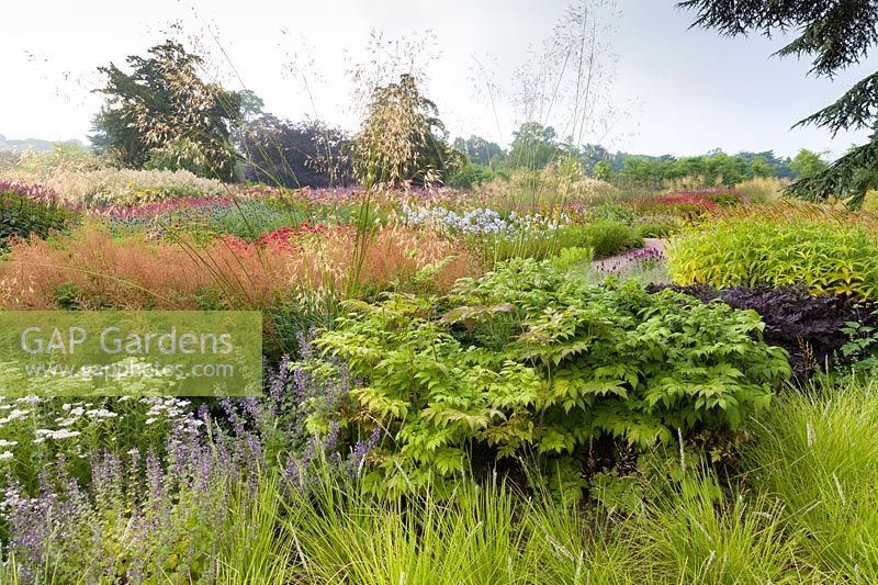 A view across the Floral Labyrinth at Trentham Gardens, Staffordshire, designed by Piet Oudolf. Photographed in summer planting includes Stipa gigantea, Monarda, Phlox paniculata and Echinops