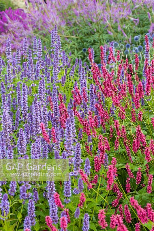 A detail of planting in the  Floral Labyrinth at Trentham Gardens, Staffordshire, designed by Piet Oudolf. Photographed in summer it includes Persicaria and Agastache