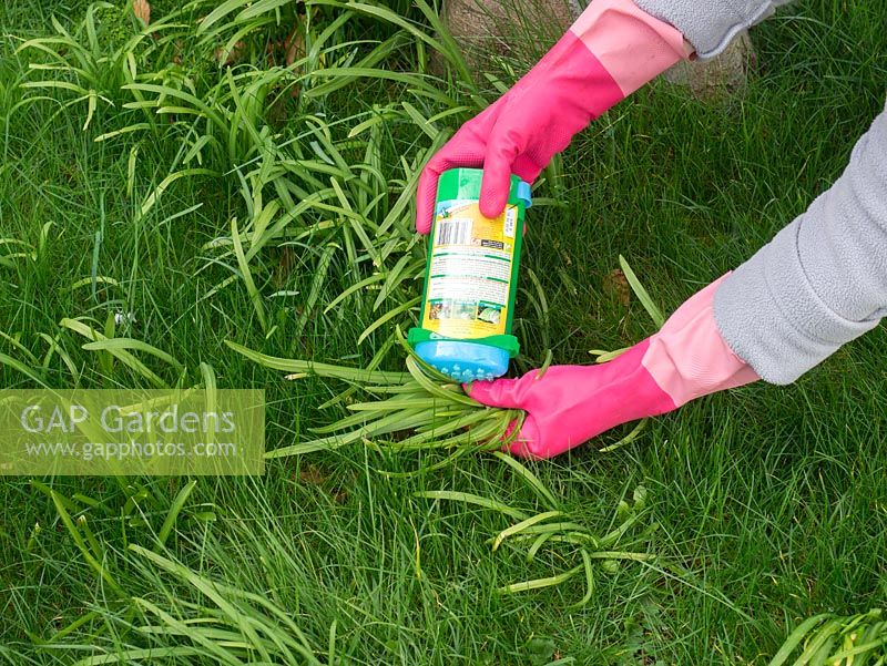 Gel weed killer to eradicate specific weeds -
 allium in lawn