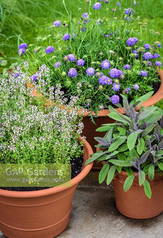 Thyme and Flowering Marjoram and Scabiosa in clay pots.Urban Nature, BBC Gardeners World Live 2016. RHS Flower Show Birmingham