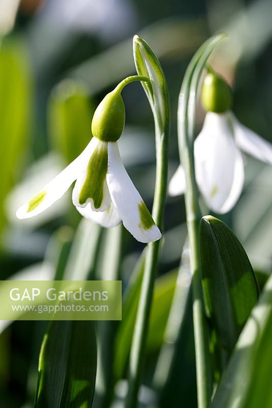 Galanthus 'The Wizard'