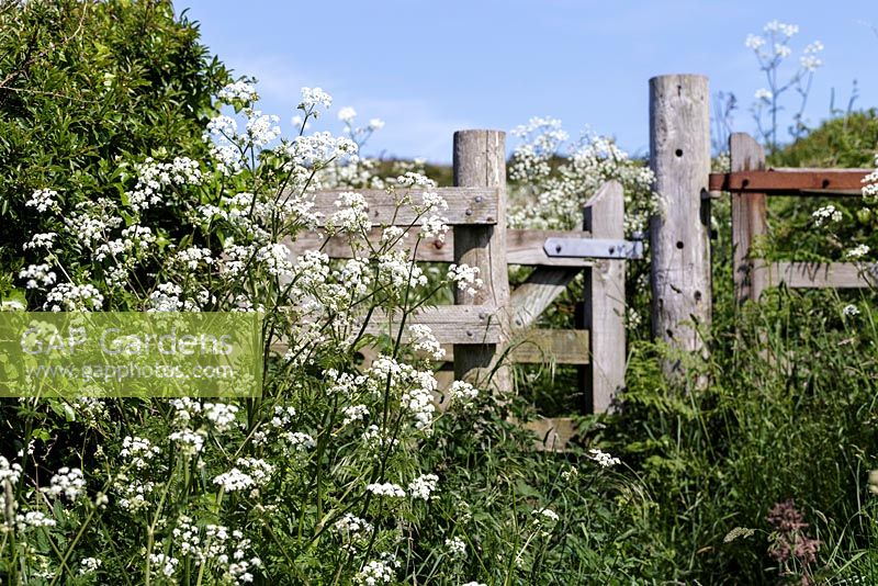 Rustic wooden farm gate surrounded with Cow Parsley, Anthriscus sylvestris