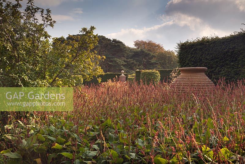 A view of the West end the Pool Garden of a large terracotta urn surrounded by Persicaria amplexicaulis 'Firetail' - October, Abbeywood Gardens, Cheshire