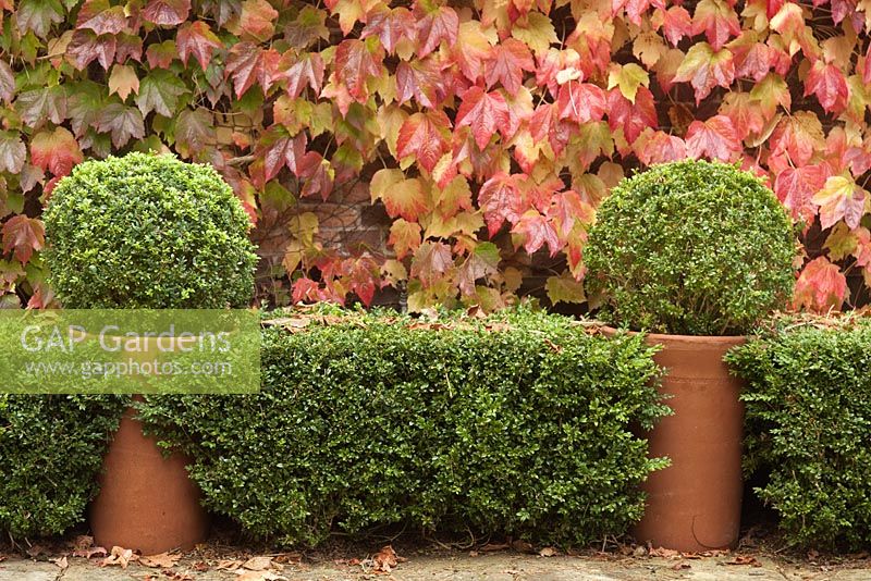 Parthenocissus tricuspidata growing on house walls with hedge and two box balls in large terracotta pots - Boston Ivy - October, Abbeywood Gardens, Cheshire