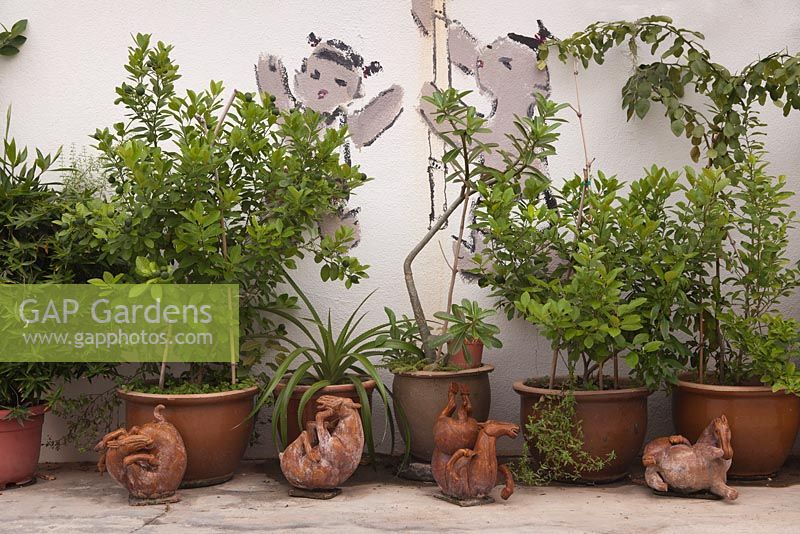 Ceramic pots with foliage plants against white painted wall - Malaysia