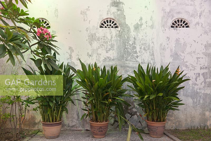 Terracotta pots with Strelitzia reginae foliage against white painted wall - Malaysia