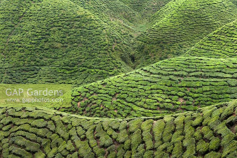 Hills covered in Camellia sinensis in a Malaysian tea plantation -  Malaysia