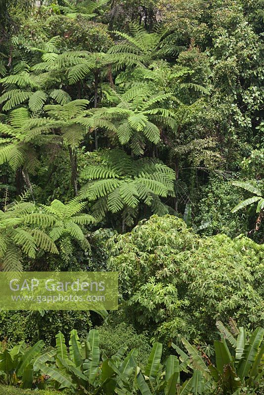 Cyathea latebrosain in the Cameron Highlands with Tetrapanax papyrifer and banana plants - Malaysia