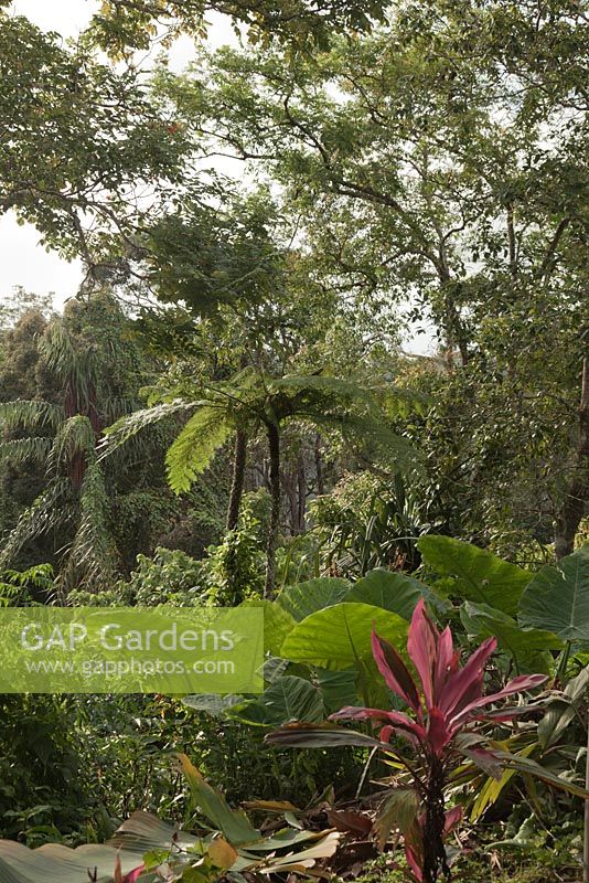 Cyathea latebrosa, Alocasia 'Calidora' and Cordyline fruticosa-  Tree Ferns, Elephant's Ears Plant - Malaysia