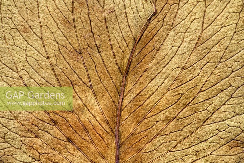 Dried Smilax rotundifolia leaf