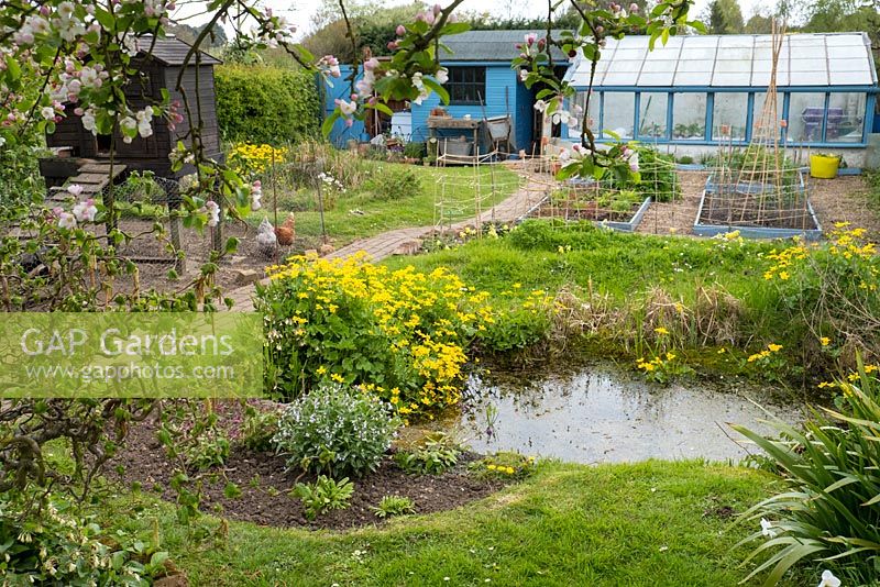 Urban garden with wildlife pond, chicken coop, greenhouse and potting shed.