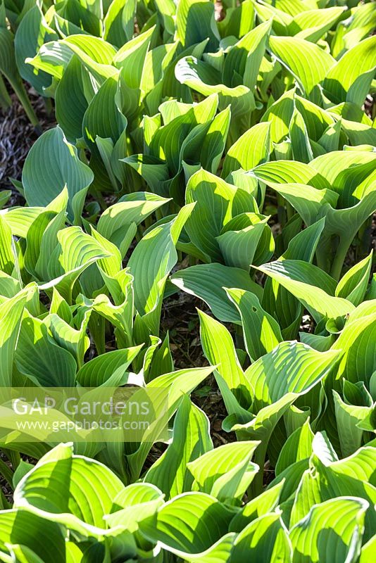 Hosta 'Krossa Regal' - new leaves not fully developed. Veddw House Garden, Monmouthshire, Wales. April. Garden designed by Anne Wareham and Charles Hawes