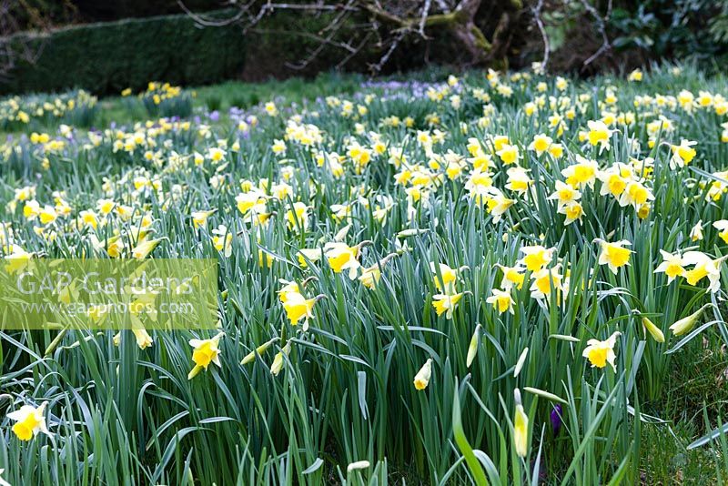 Narcissus obvallaris, syn. Narcissus pseudonarcissus ssp obvallaris - Tenby Daffodil. Veddw House Garden, Monmouthshire, South Wales. March 2017. Garden designed and created by Charles Hawes and Anne Wareham