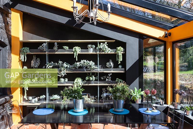 The Conservatory. Mixed succulents on contemporary shelving of sawn treated timber and stainless steel rods and nuts against black painted wall. Black glass table with perspex chairs and Jasmin in pots. Veddw House Garden, Monmouthshire, South Wales. March 2017. Garden designed and created by Charles Hawes and Anne Wareham