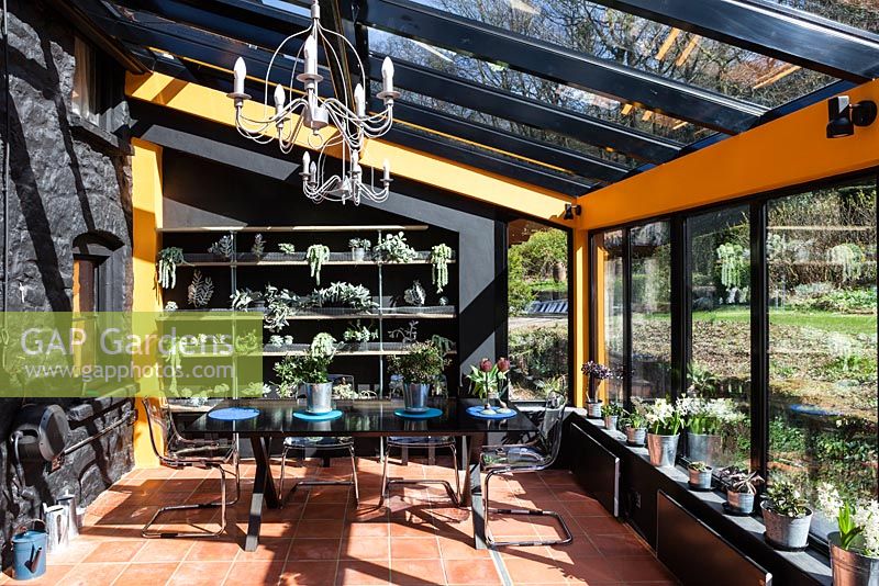 The Conservatory. Mixed succulents on contemporary shelving of sawn treated timber and stainless steel rods and nuts against black painted wall. Black glass table with perspex chairs and Jasmin in pots. Terracotta tiled floor.Veddw House Garden, Monmouthshire, South Wales. March 2017. Garden designed and created by Charles Hawes and Anne Wareham