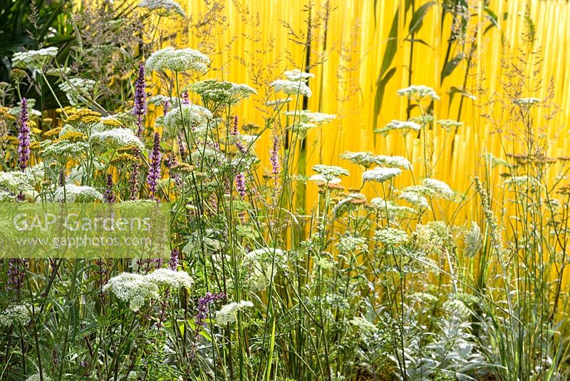 Mixed planting with Achillea, Salvia nemorosa 'Amethyst', Cenolophium and grasses including Deschampsia and Calamagrostis - contrasting with yellow rods in The World Vision Garden. RHS Hampton Court Palace Flower Show 2015. Designer John Warland.