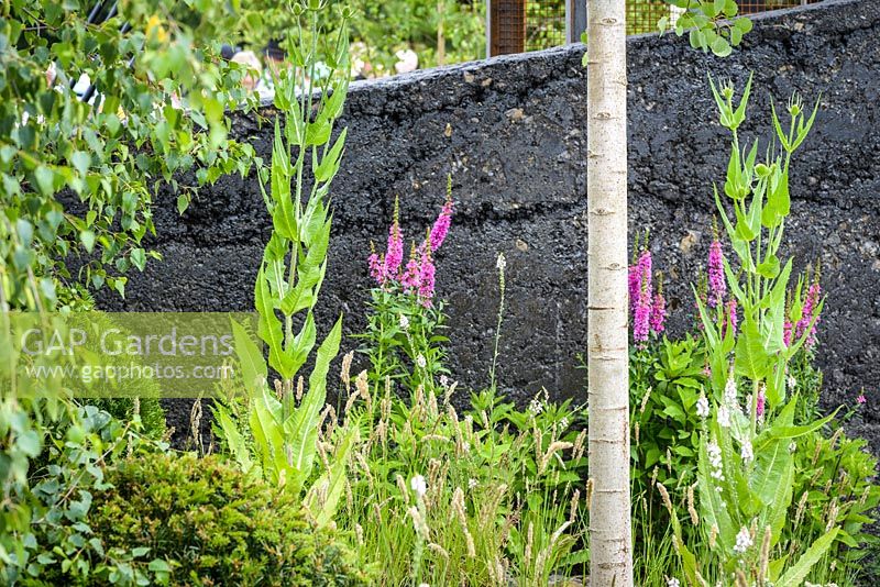 Planting of Lythrum salicaria, Betual pendula tree and Dipsacus fullonum in garden constructed from remains old coal mine Green Seam Garden, Hadlow College Facing Change at Hampton Court Flower Show 2015. Design: Stuart Charles Towner, Bethany Williams. Gold - Best In Show
