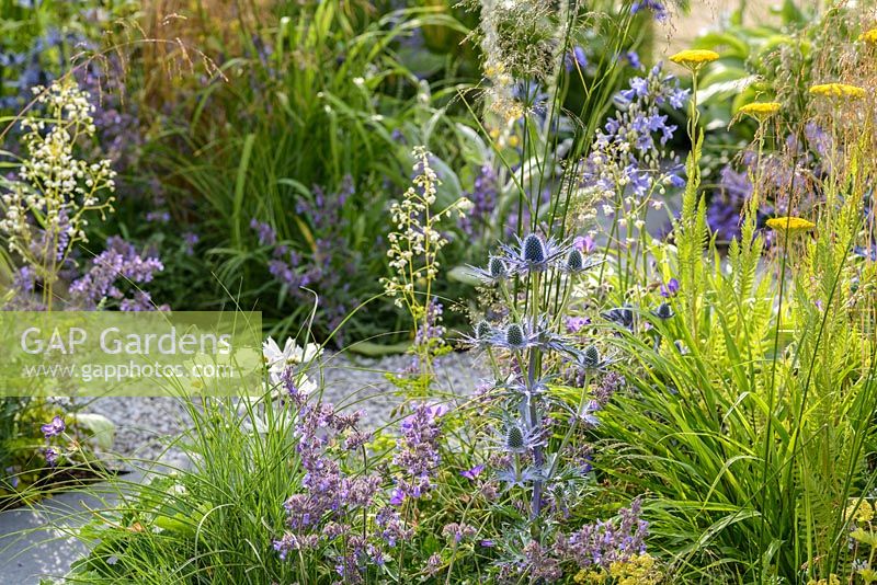Planting of yellow, white and blue flowers: Achillea filipenulina 'Gold Plate', Eryngium x zabelii, Nepata racemosa 'Walker's Low', Cosmos,  Verbascum bombyciferum and grasses in Unique: The Rare Chromosome Disorder Garden at RHS Hampton Court Flower Show 2015. Designed by Catherine Chenery and Barbara Harfleet