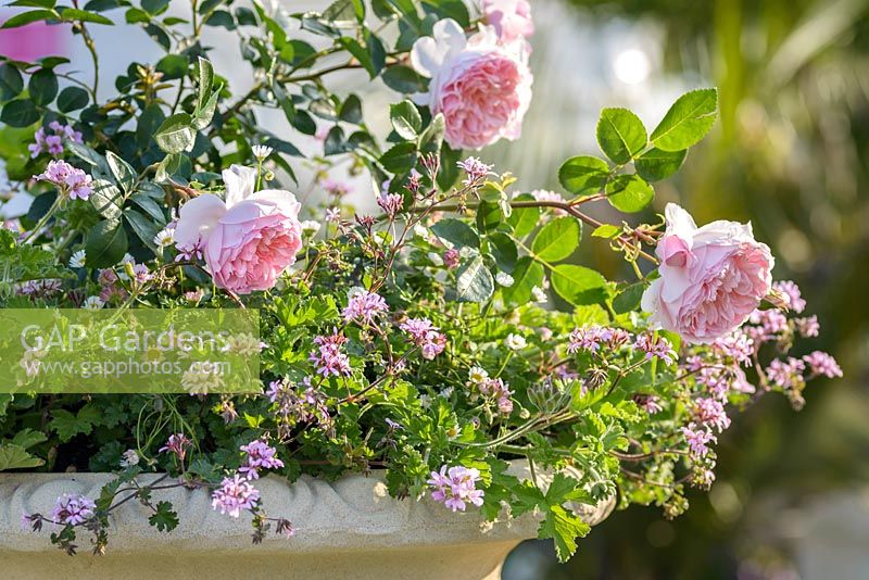 Rosa 'Wildeve' and Verbena 'Tapien Pink' in Growing Obsession Garden. RHS Hampton Court Palace Flower Show 2015. Designed by Jean Wardrop and Alexandra Stevenson