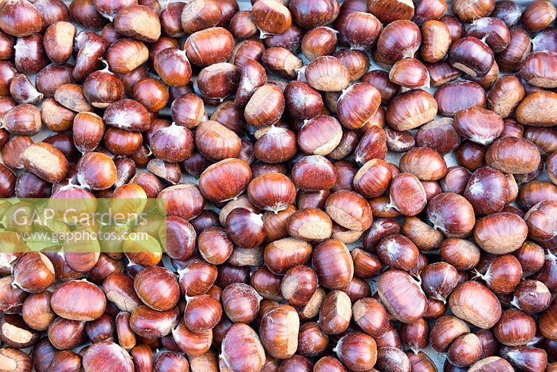 Castanea sativa - chestnuts